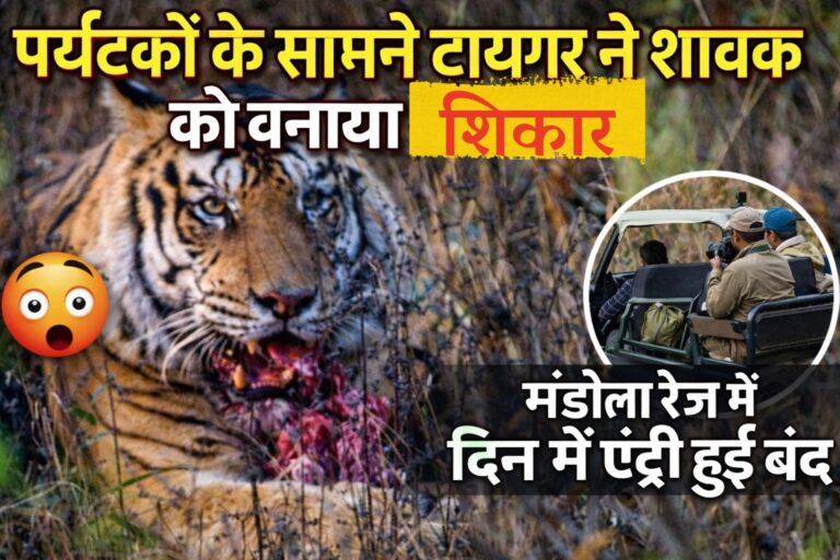 टाइगर ‘त्रिशूल’ बना खूंखार शिकारी, T-40 के शावक को मारकर खाया; संजय-दुबरी के मंडोला क्षेत्र में मचा हड़कंप
